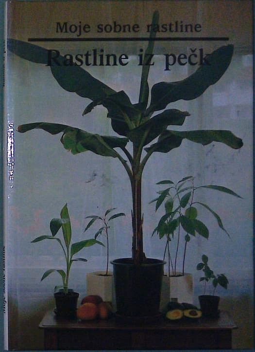Moje sobne rastline / Rastline iz pečk